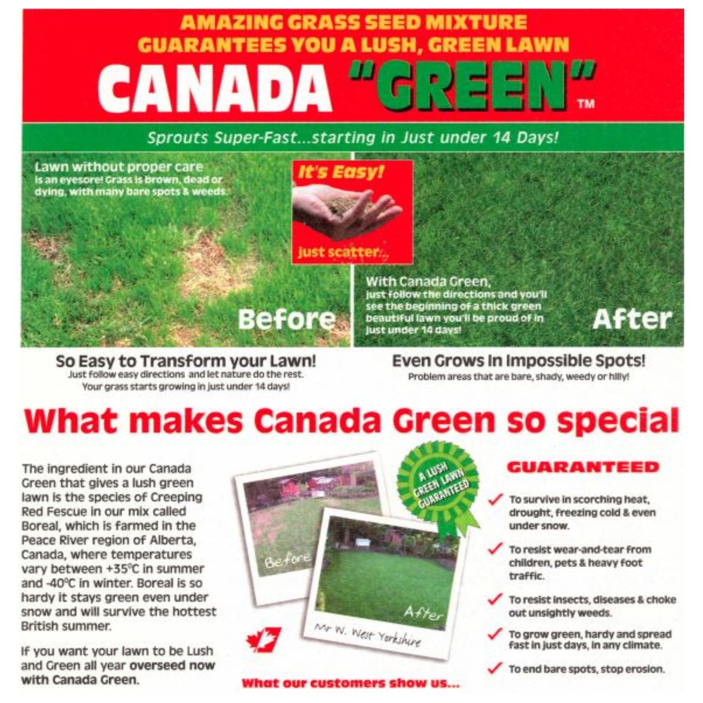 Canada Green Grass Seed – Fast-Growing, Hard-Wearing Lawn Seed for All Seasons