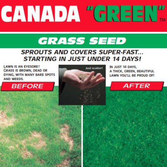 Canada Green Grass Seed – Fast-Growing, Hard-Wearing Lawn Seed for All Seasons
